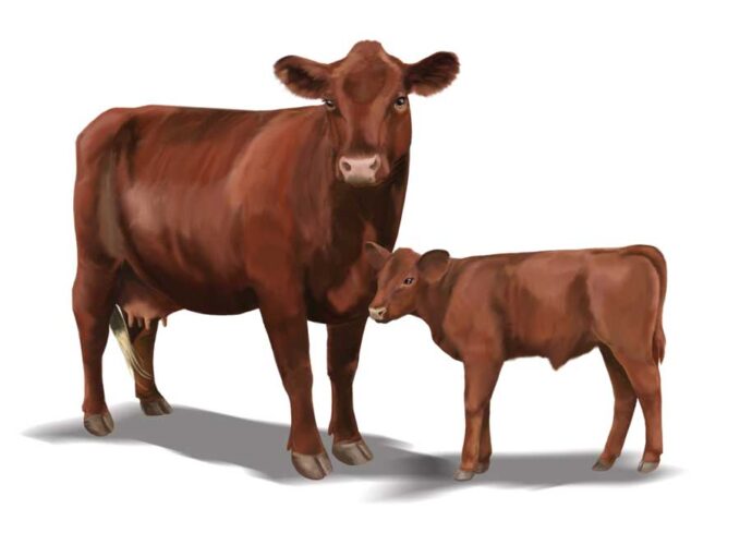 Red Poll Cattle: Heritage Livestock Breeds